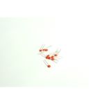 Capacitor Ceramic Disc 47 nF 25V 10 pcs/pack